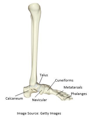 Diagram of foot bones