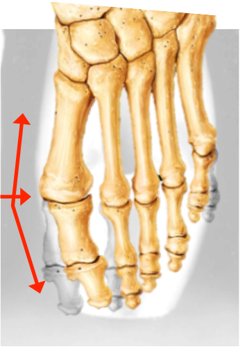 Skeleton of foot in pointe