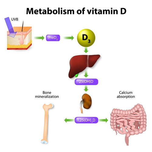 Flow diagram of metabolism of vitamin D
