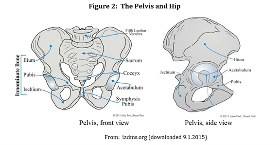 Hip And Pelvis Diagram