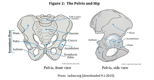 Diagrams of the pelvis and hip