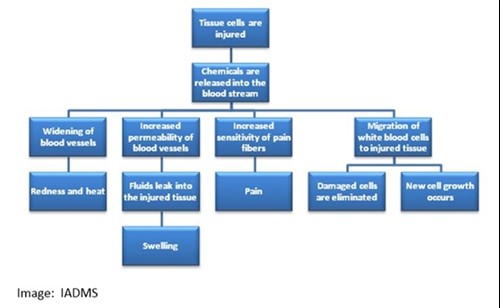 Injury flow chart