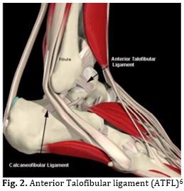 Diagram of anterior talofibular ligament