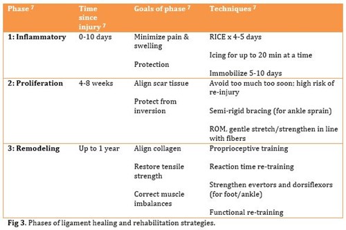Table of ligament healing phases