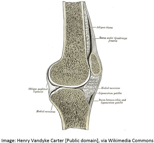 A cross section of the knee joint