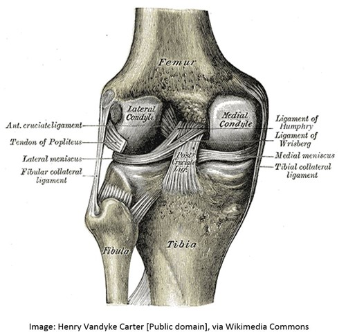 Back view of the knee joint