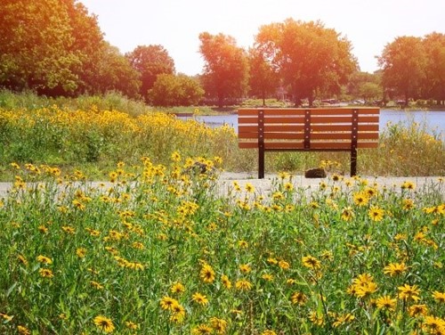 A bench surrounded by flowers overlooking a lake