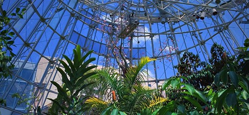 A glass dome over tall green plants