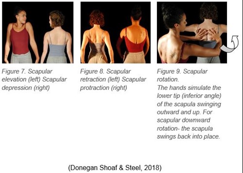 Examples of scapular movement