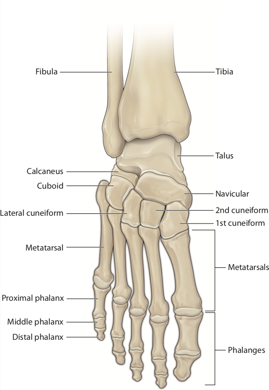 Щиколотки и лодыжки разница. Лодыжка стопы человека анатомия. Лодыжка анатомия человека строение. Лодыжка на ноге у человека анатомия. Анатомия лодыжки человека кости.